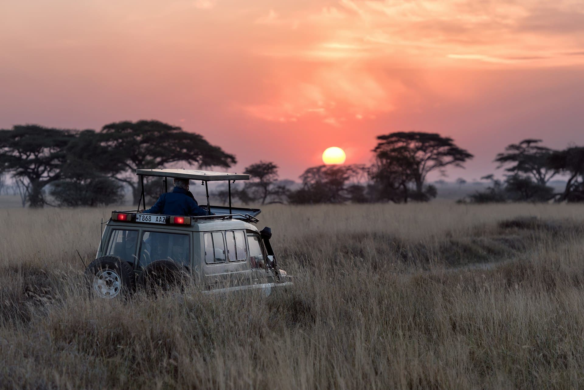 African bush at golden hour
