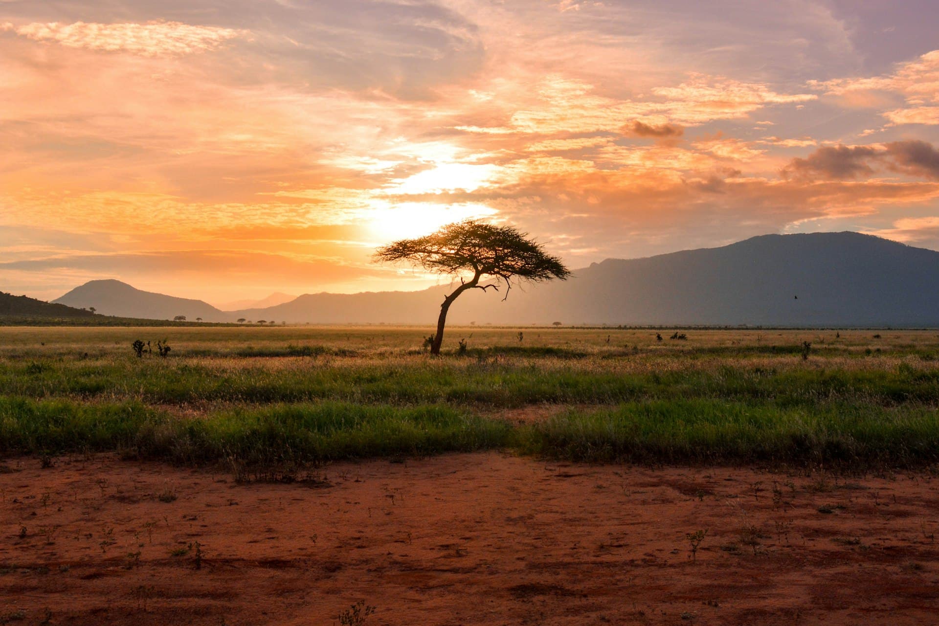African sunset over savanna